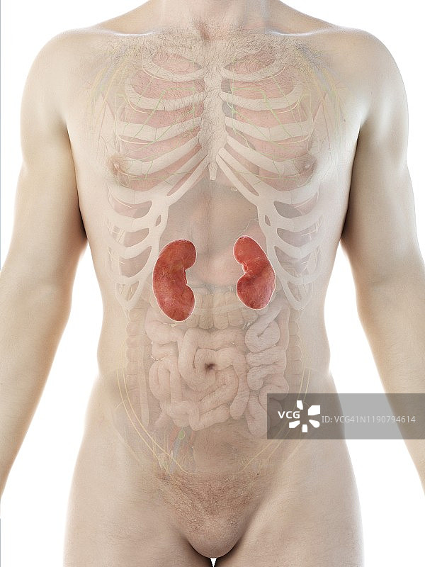 肾脏解剖结构图图片素材