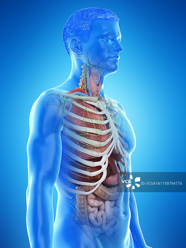 男性解剖学插图图片素材