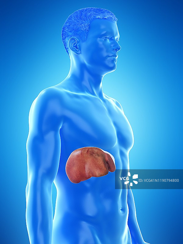 肝脏解剖结构图图片素材