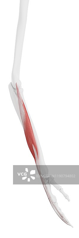 趾长伸肌插画图片素材