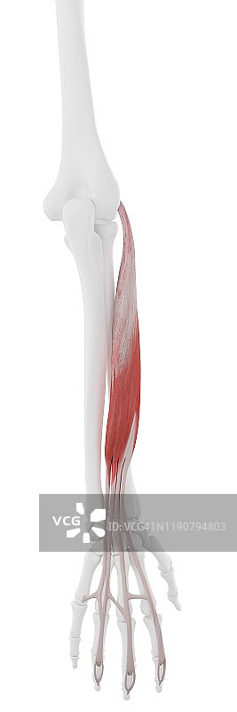 趾长伸肌插画图片素材