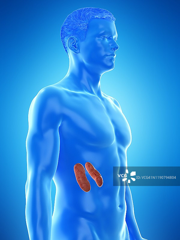 肾脏解剖结构图图片素材