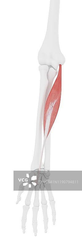 桡侧腕屈肌插图图片素材