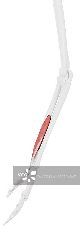 拇长屈肌插画图片素材