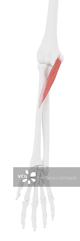 旋前圆肌图示图片素材