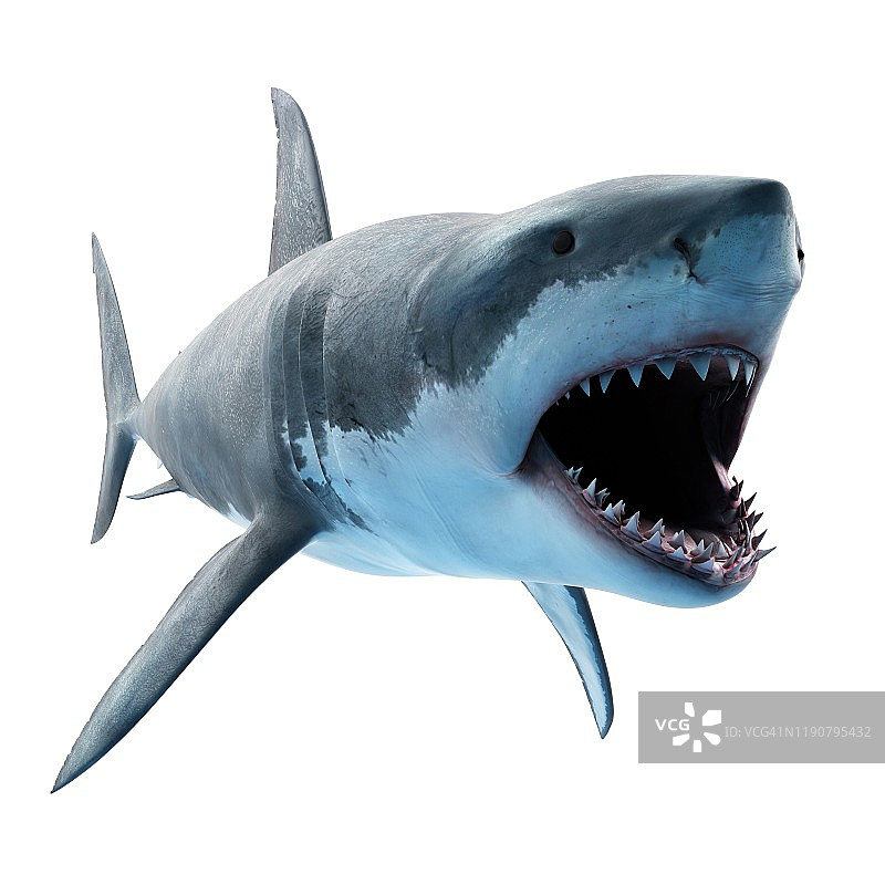 大白鲨插画图片素材