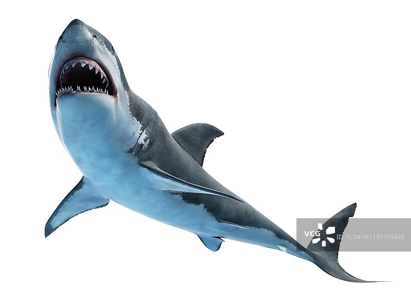 大白鲨插画图片素材