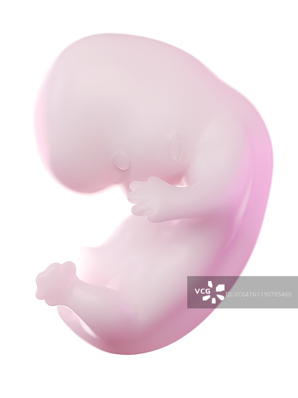 妊娠8周的胎儿图片素材