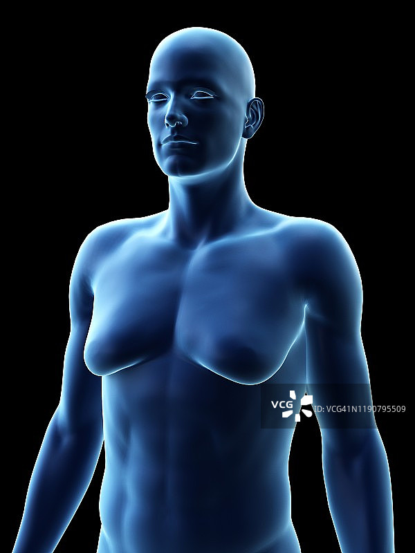 男子乳房发育症，图示图片素材
