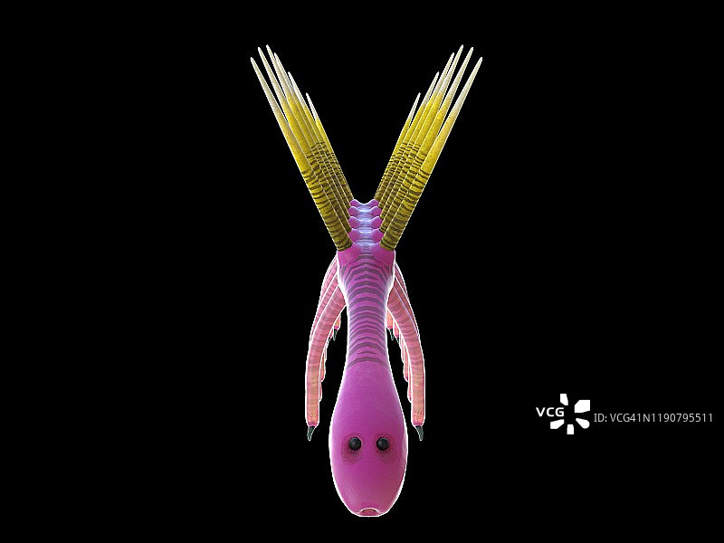 幻觉虫海洋无脊椎动物插图图片素材