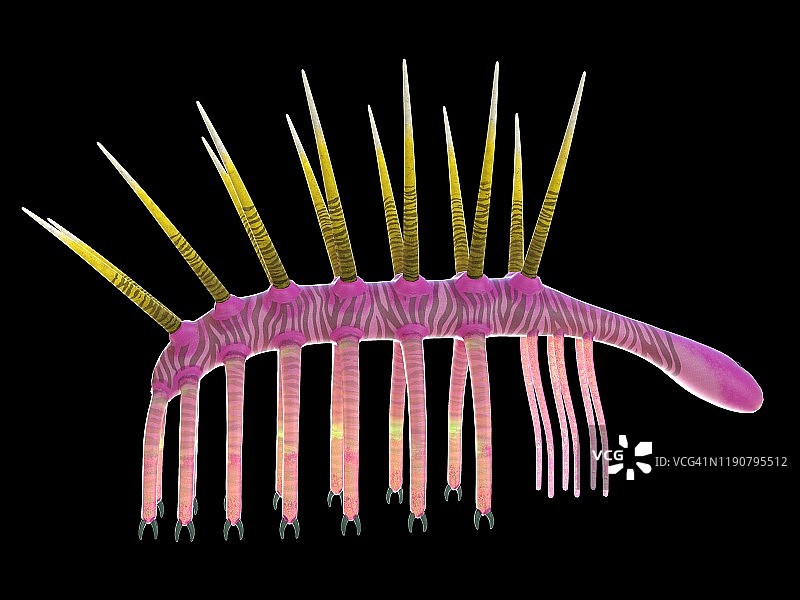 幻觉虫海洋无脊椎动物插图图片素材