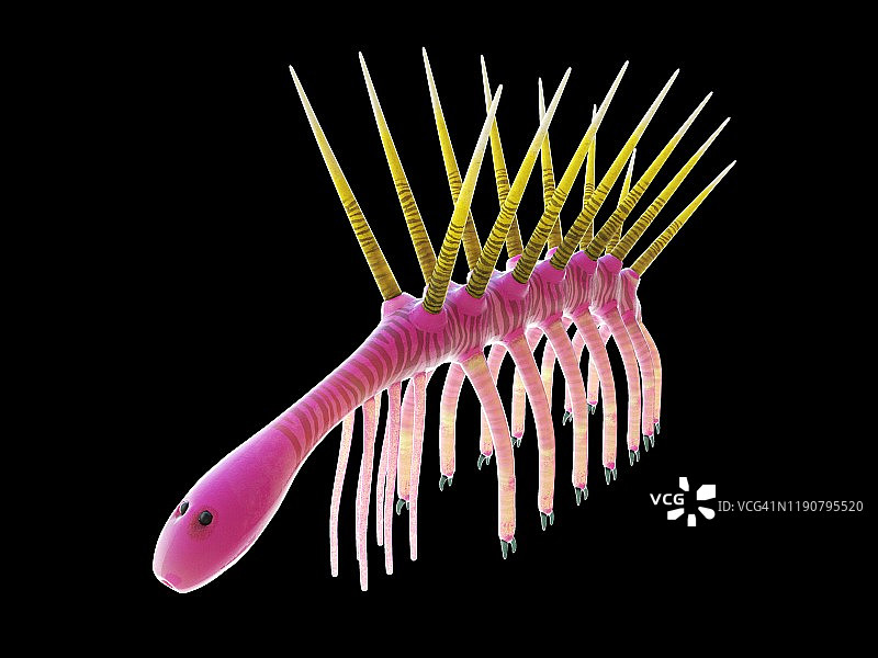 幻觉虫海洋无脊椎动物插图图片素材