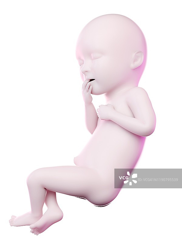怀孕36周的胎儿插图图片素材