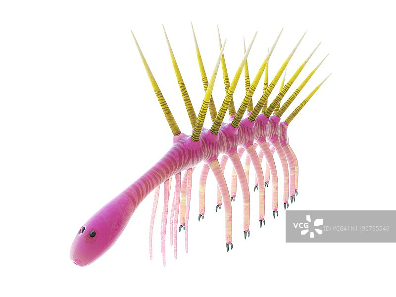 幻觉虫海洋无脊椎动物插图图片素材