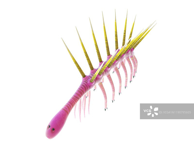 幻觉虫海洋无脊椎动物插图图片素材