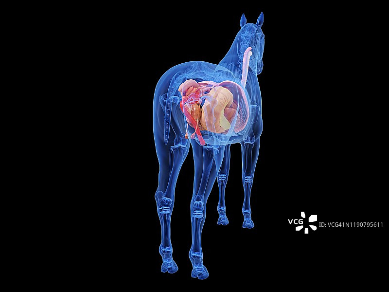 马的解剖结构图图片素材