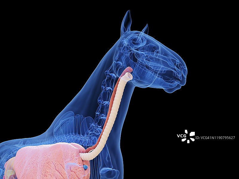 马的解剖结构图图片素材