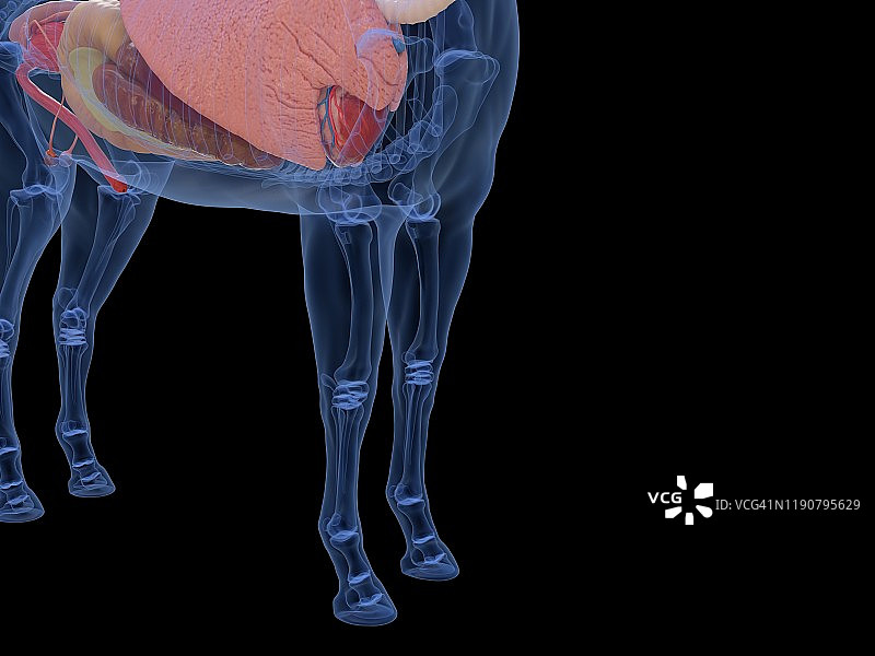 马的解剖结构图图片素材