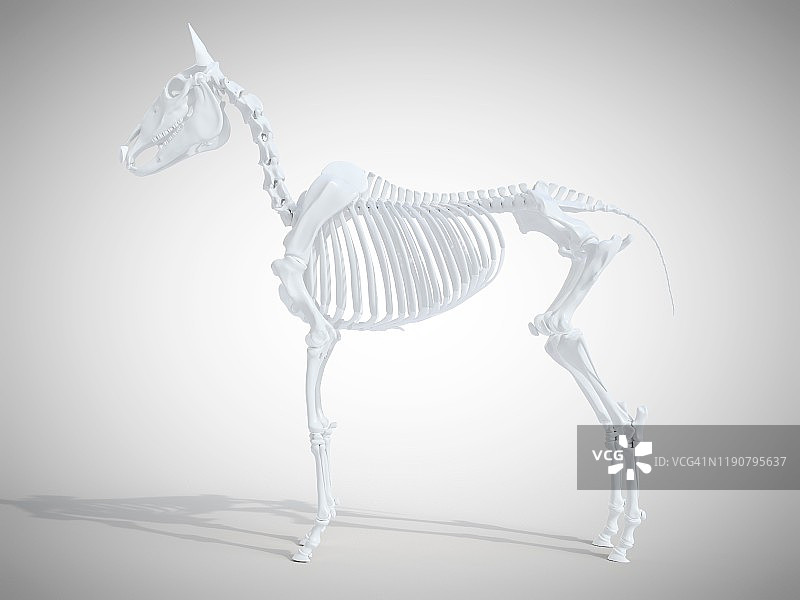 马骨架,插图图片素材