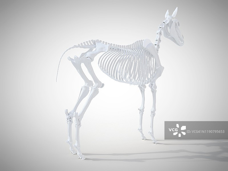 马骨架,插图图片素材
