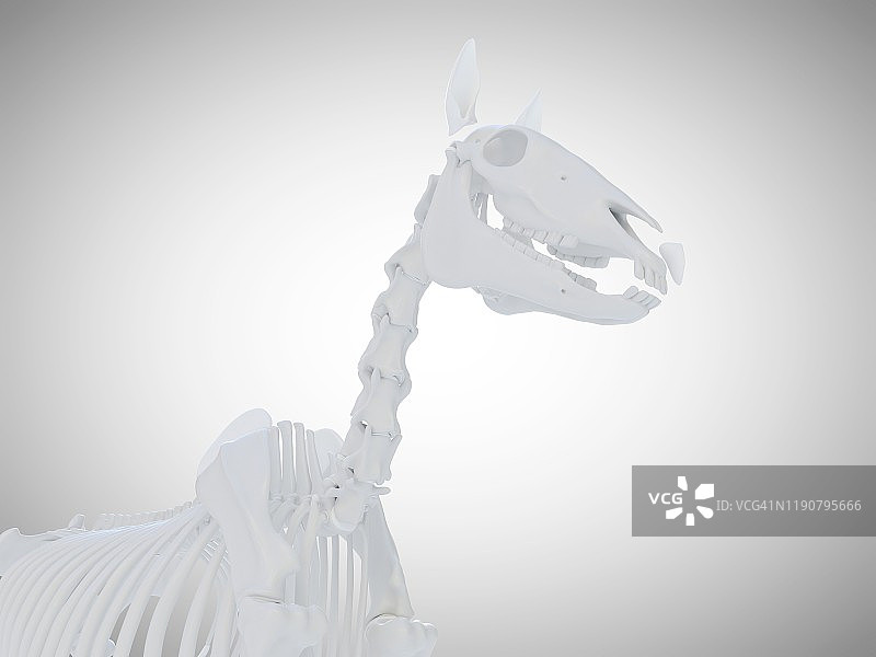 马骨架,插图图片素材