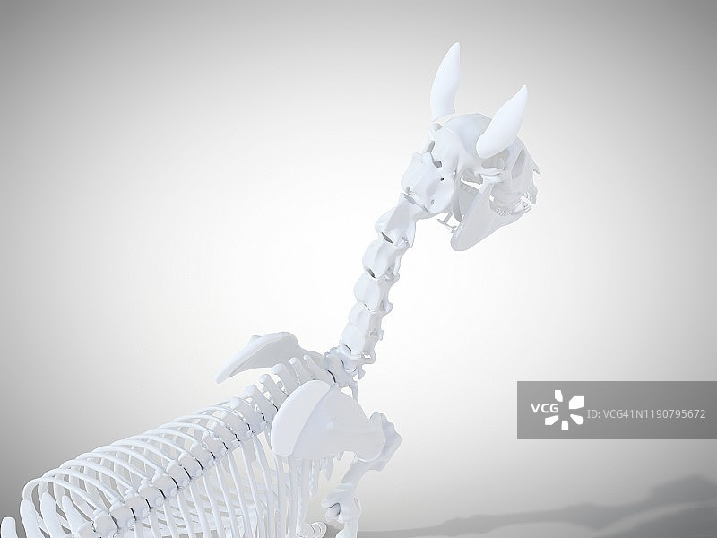 马骨架,插图图片素材