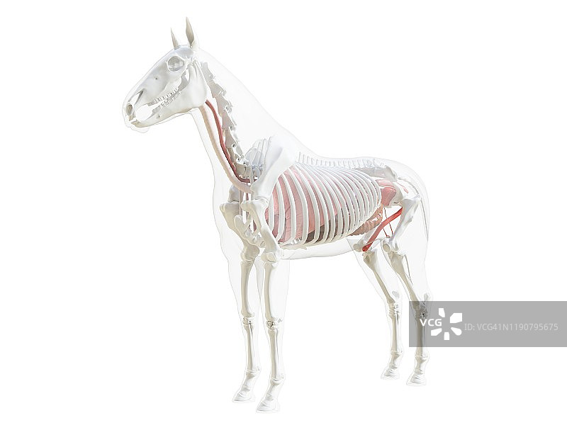 马的解剖结构图图片素材