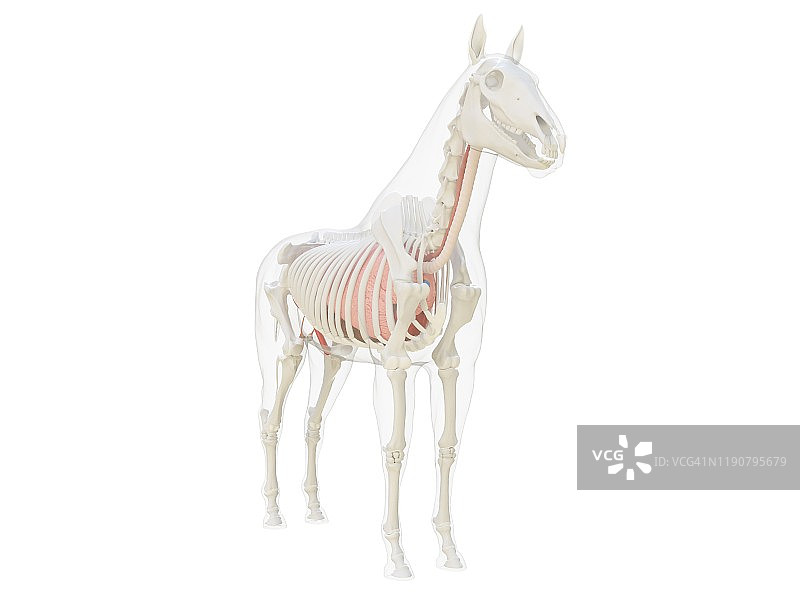 马的解剖结构图图片素材