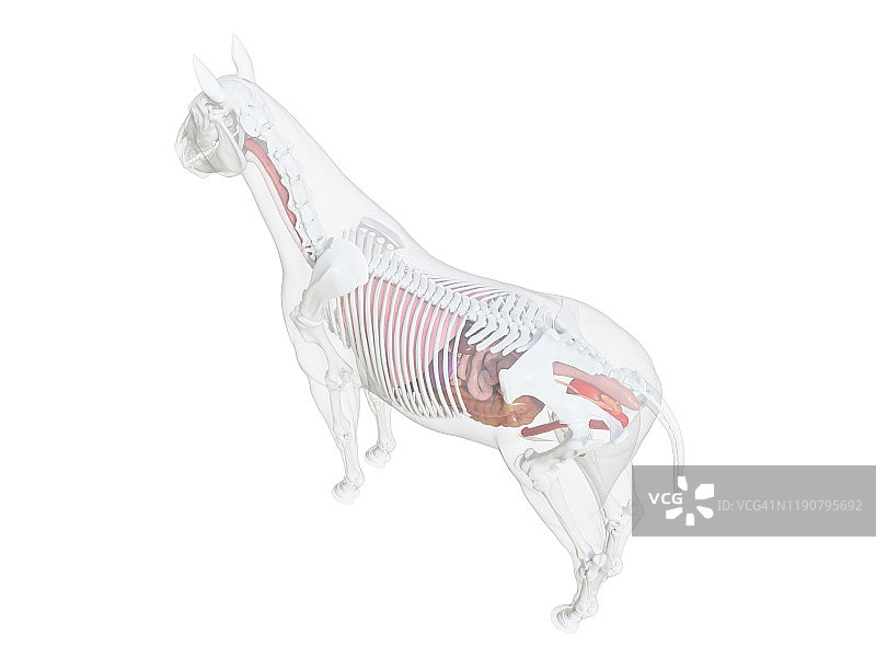 马的解剖结构图图片素材