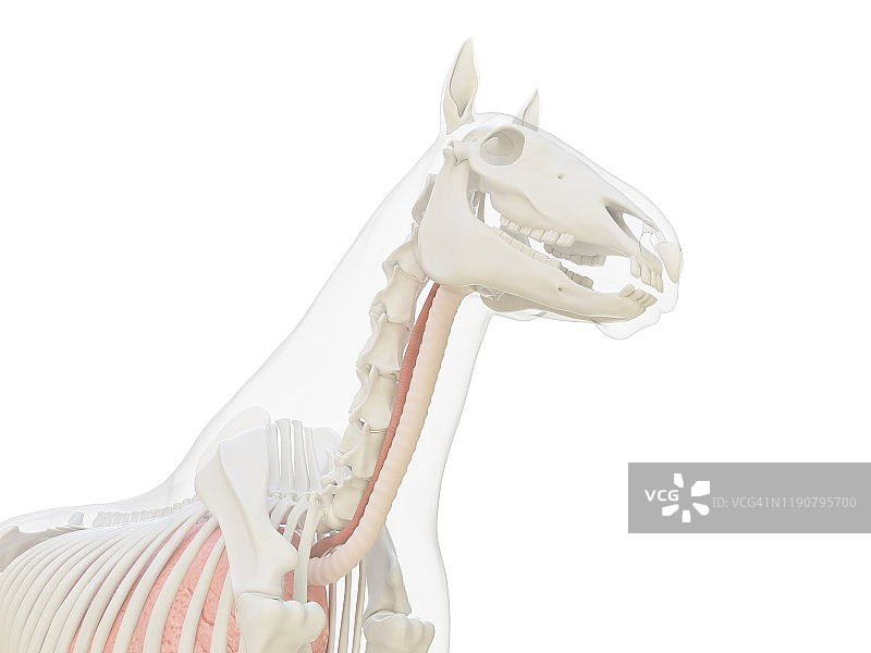 马的解剖结构图图片素材