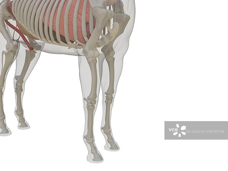 马的解剖结构图图片素材