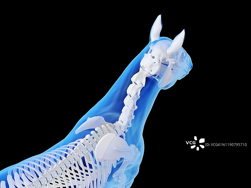 马骨架,插图图片素材