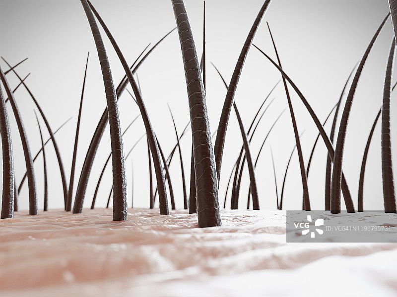 人类头发插画图片素材