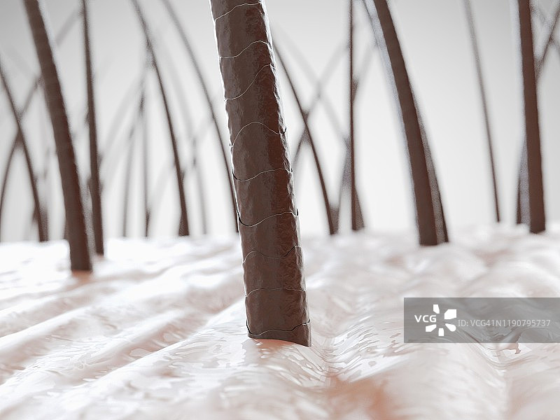 人类头发插画图片素材