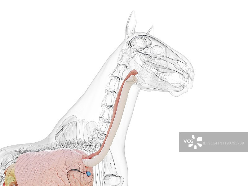 马的解剖结构图图片素材