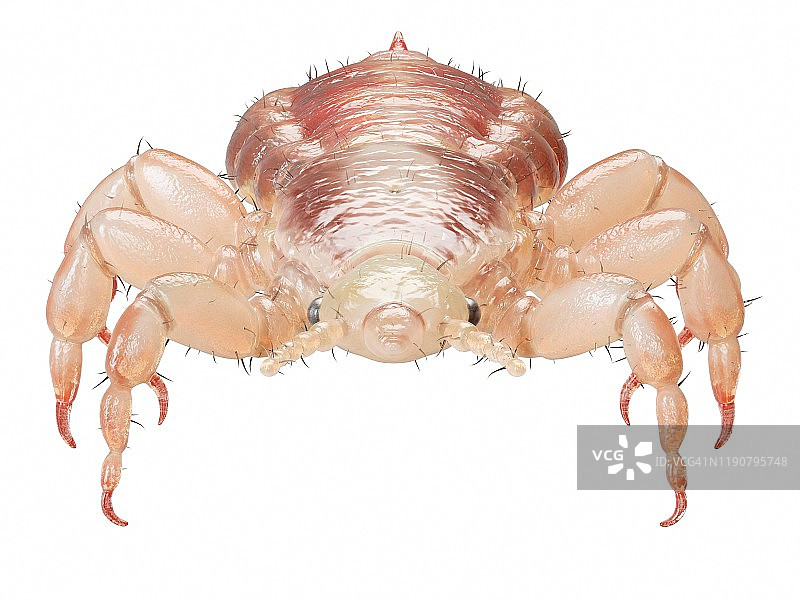 头虱插画图片素材