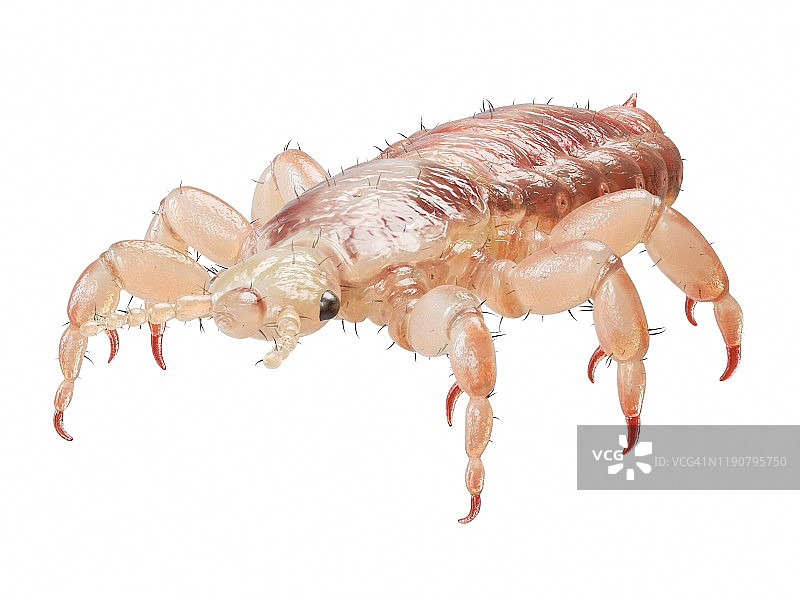 头虱插画图片素材