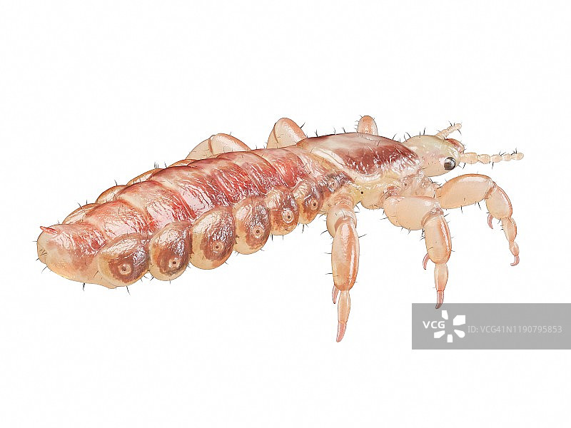 头虱插画图片素材