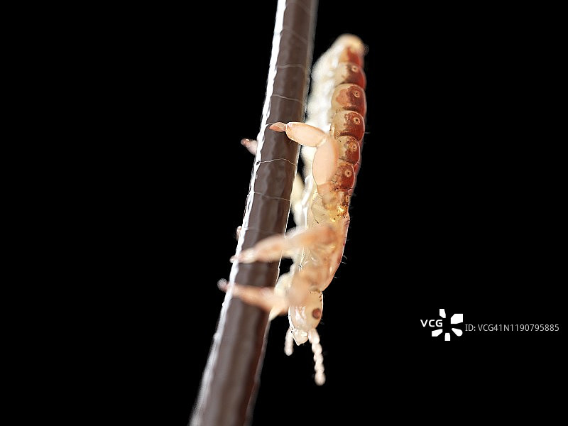 头虱插画图片素材