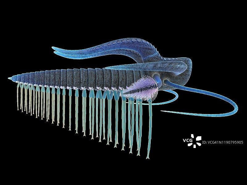 马雷拉海洋节肢动物插图图片素材