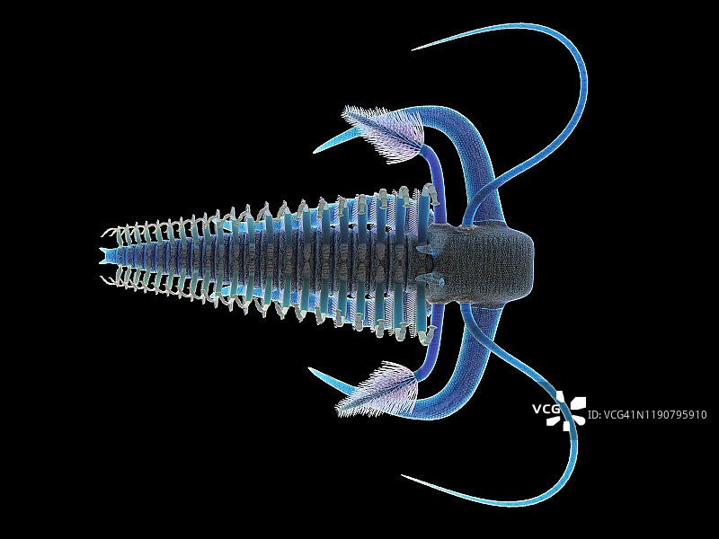 马雷拉海洋节肢动物插图图片素材