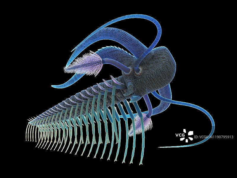 马雷拉海洋节肢动物插图图片素材