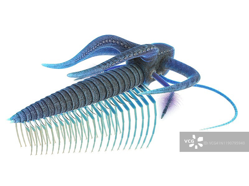 马雷拉海洋节肢动物插图图片素材