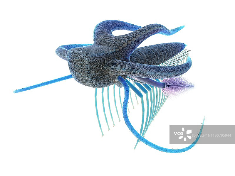 马雷拉海洋节肢动物插图图片素材