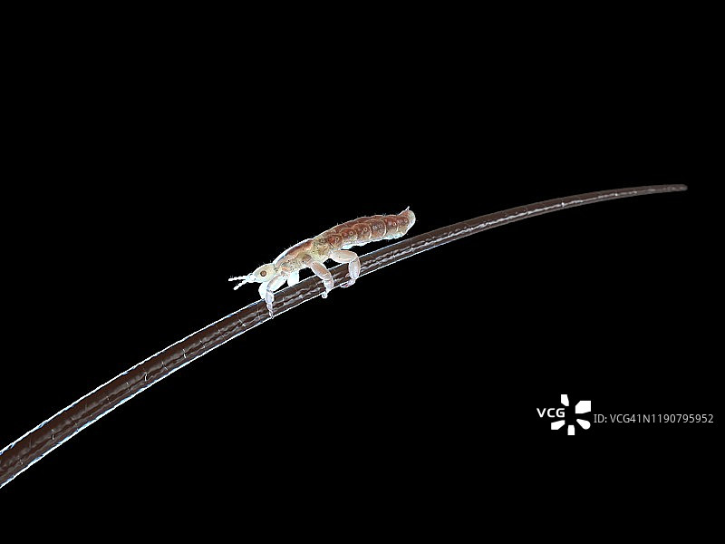 头虱插画图片素材