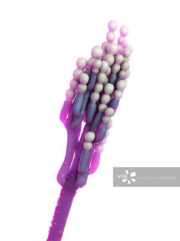 青霉菌插图图片素材