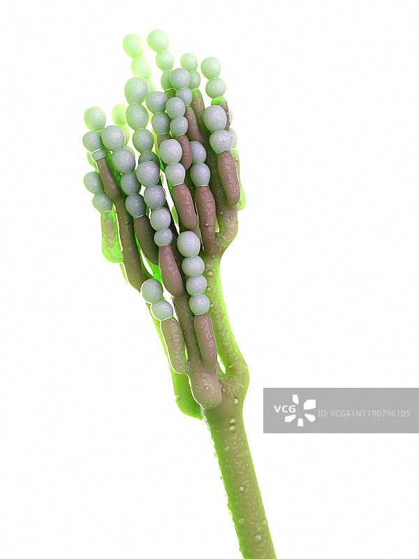 青霉菌插图图片素材