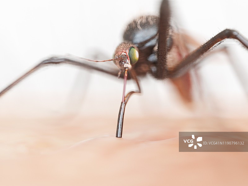 蚊子插画图片素材