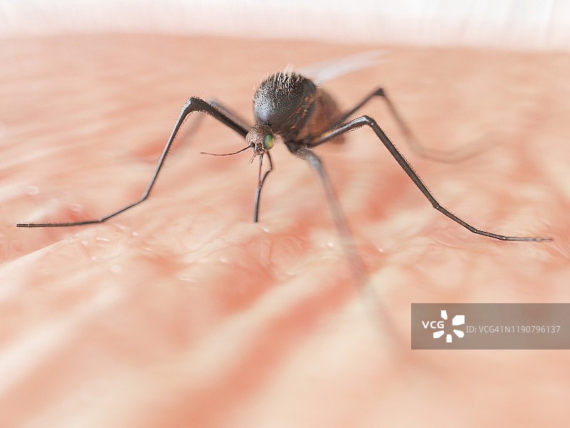 蚊子插画图片素材