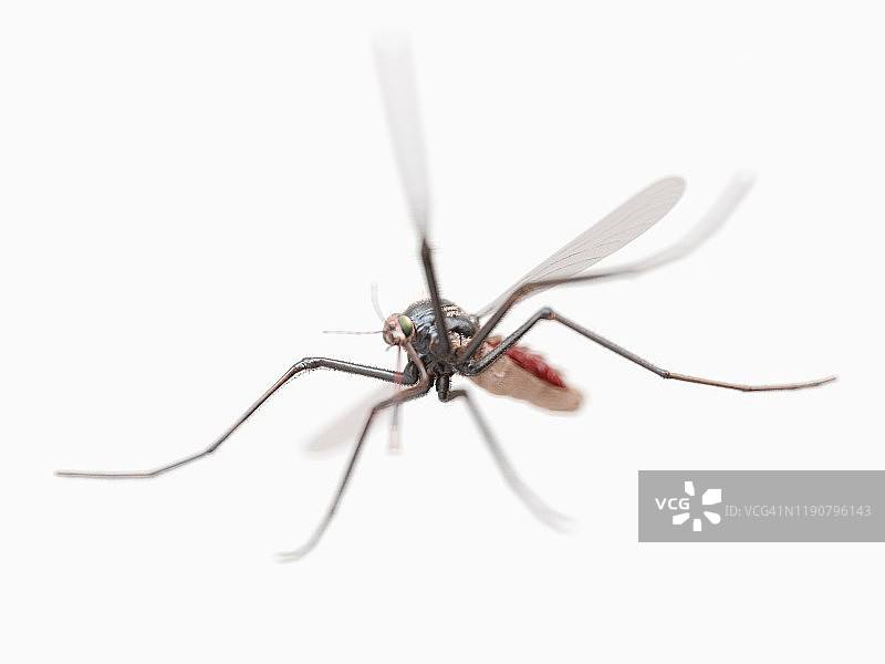 蚊子插画图片素材